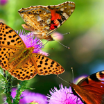 ddos在线压力测试平台